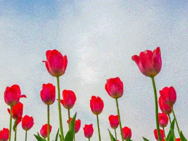 Tulip Victoria Khaury Now: What Is She Doing Today